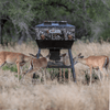 Corn Pro Realtree® Camo Deer Feeder